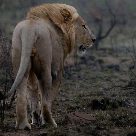 Sediba Luxury Safari Lodge Riserva Naturale di Welgevonden Esterno foto
