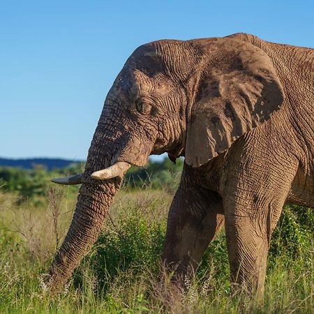 Sediba Luxury Safari Lodge Riserva Naturale di Welgevonden Esterno foto