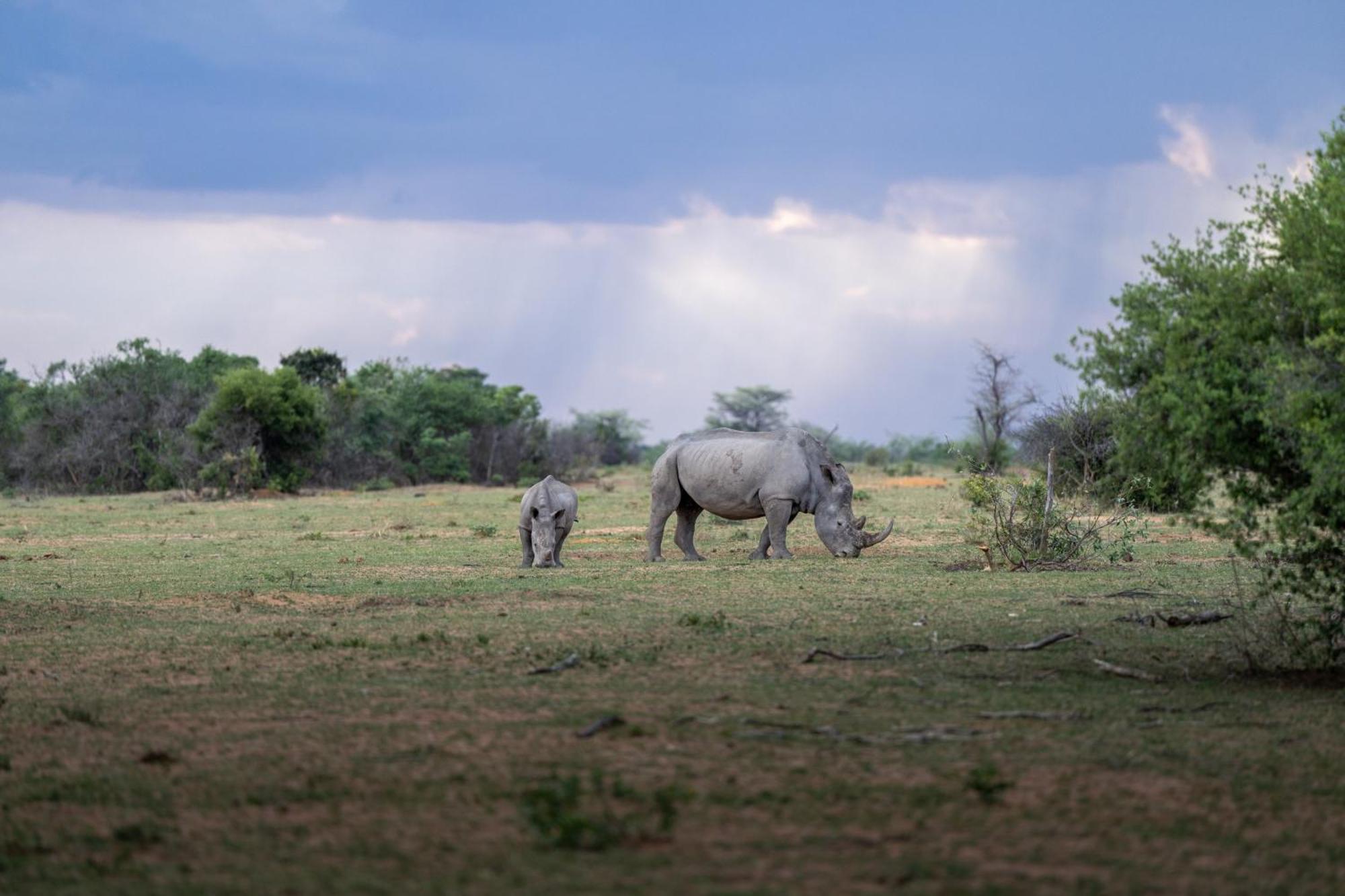 Sediba Luxury Safari Lodge Riserva Naturale di Welgevonden Esterno foto