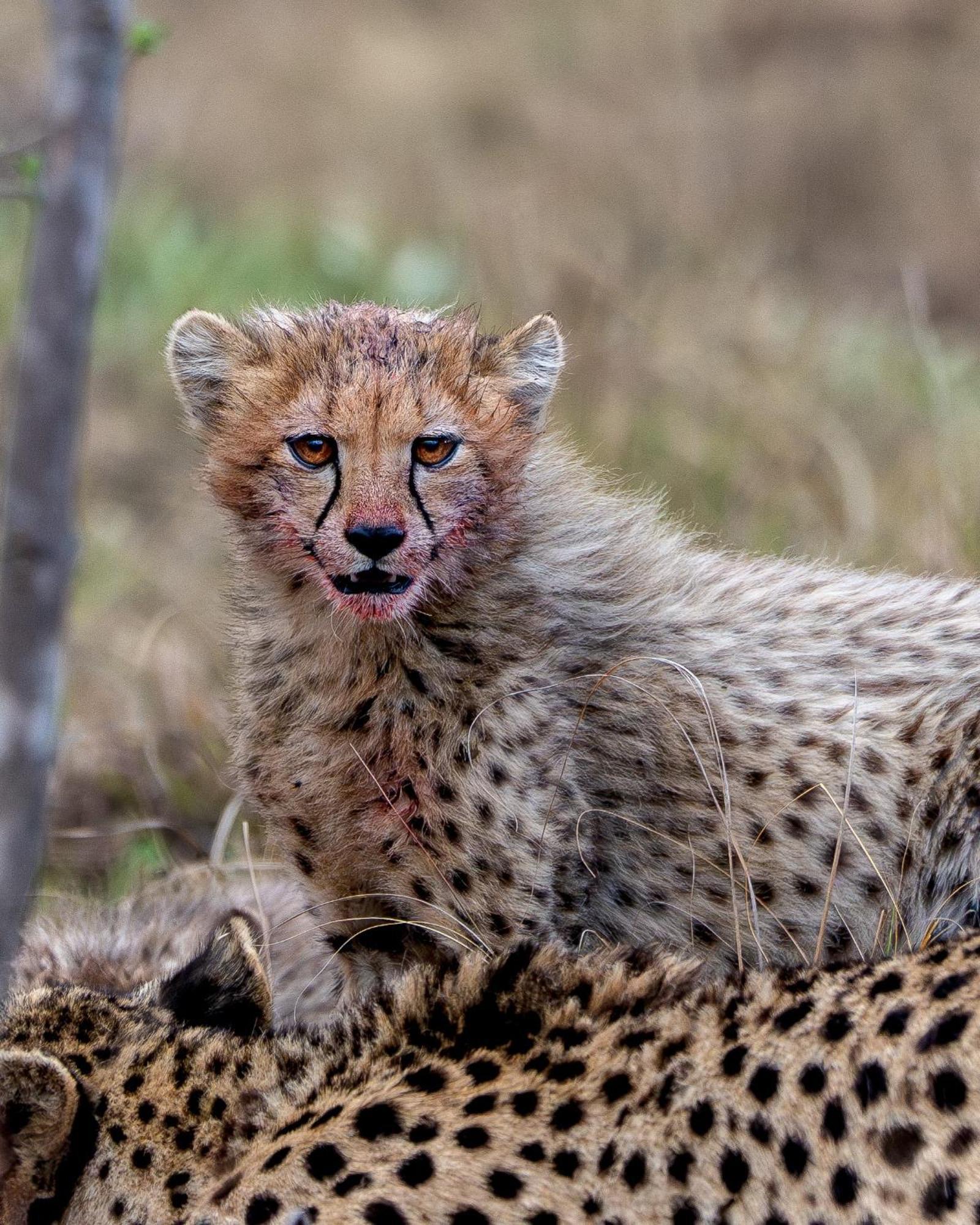 Sediba Luxury Safari Lodge Riserva Naturale di Welgevonden Esterno foto