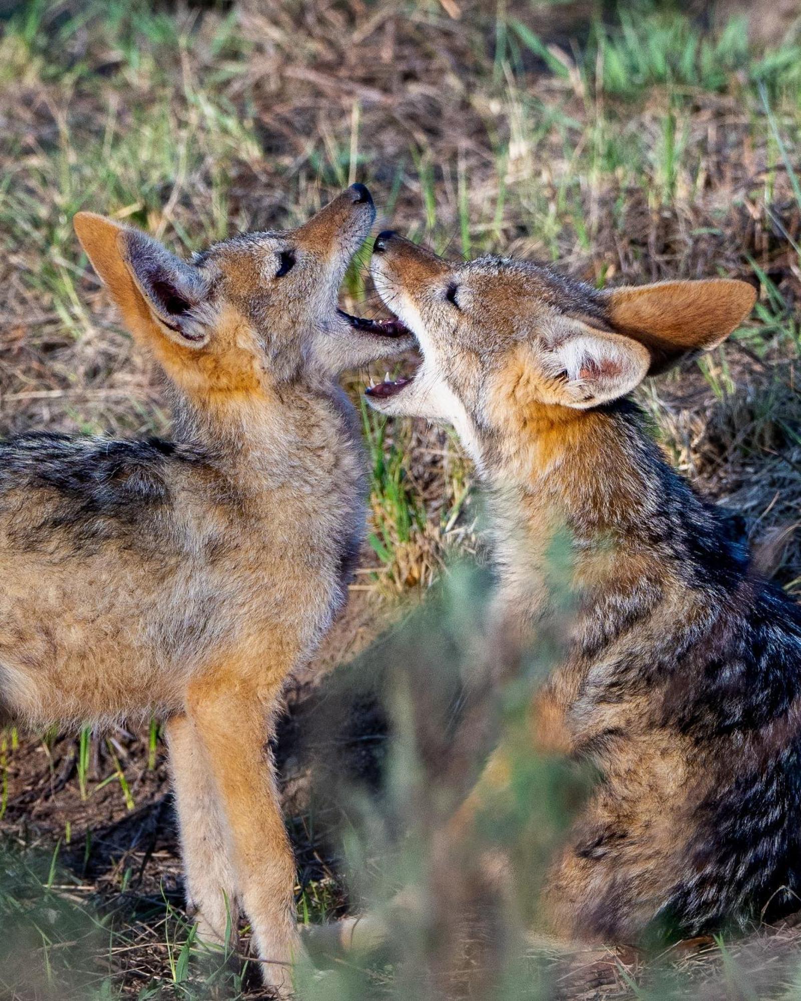 Sediba Luxury Safari Lodge Riserva Naturale di Welgevonden Esterno foto
