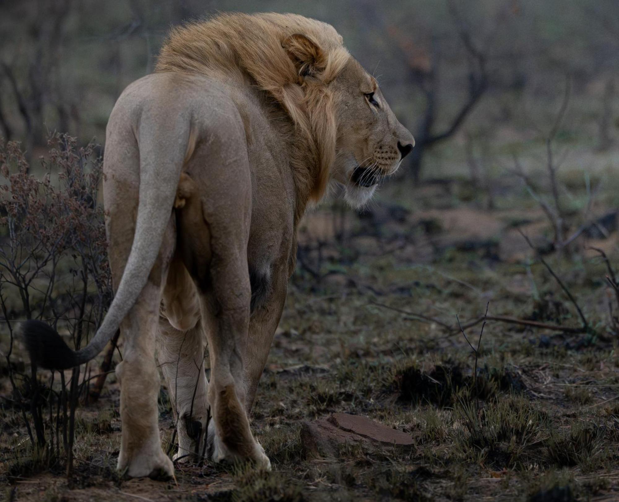 Sediba Luxury Safari Lodge Riserva Naturale di Welgevonden Esterno foto