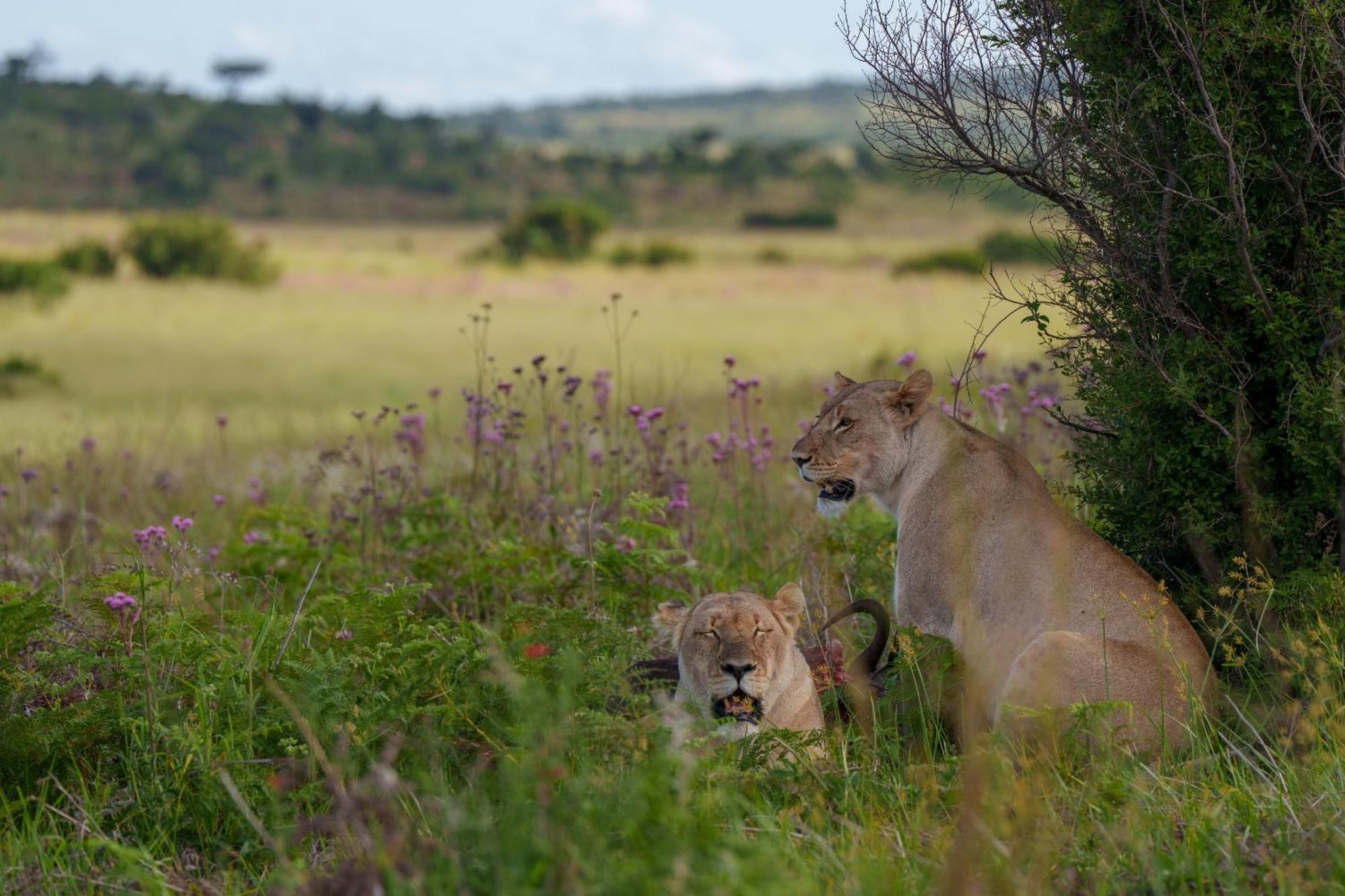 Sediba Luxury Safari Lodge Riserva Naturale di Welgevonden Esterno foto
