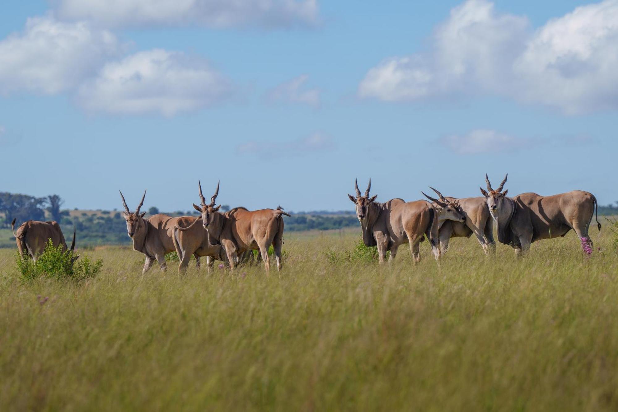 Sediba Luxury Safari Lodge Riserva Naturale di Welgevonden Esterno foto