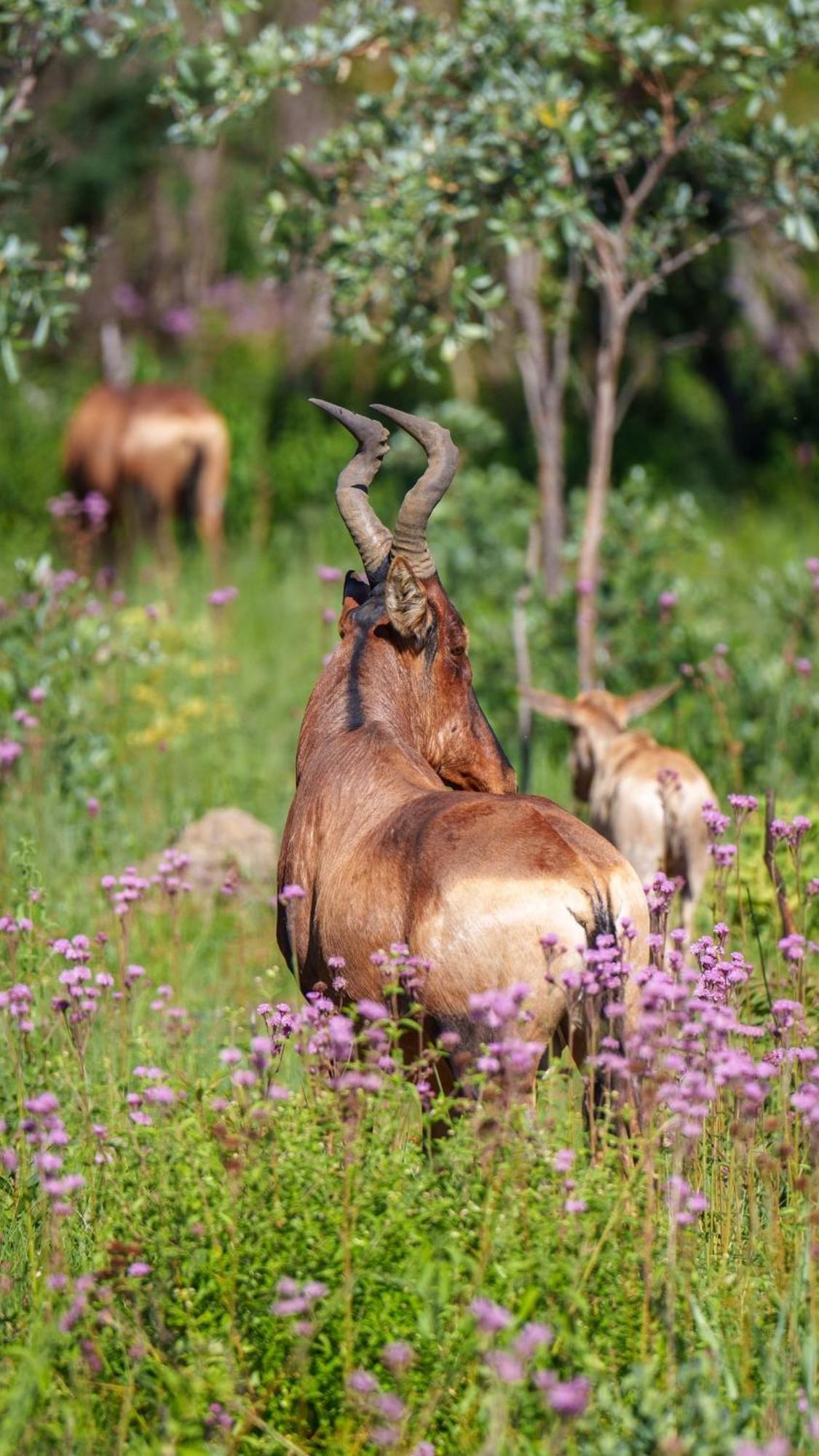 Sediba Luxury Safari Lodge Riserva Naturale di Welgevonden Esterno foto