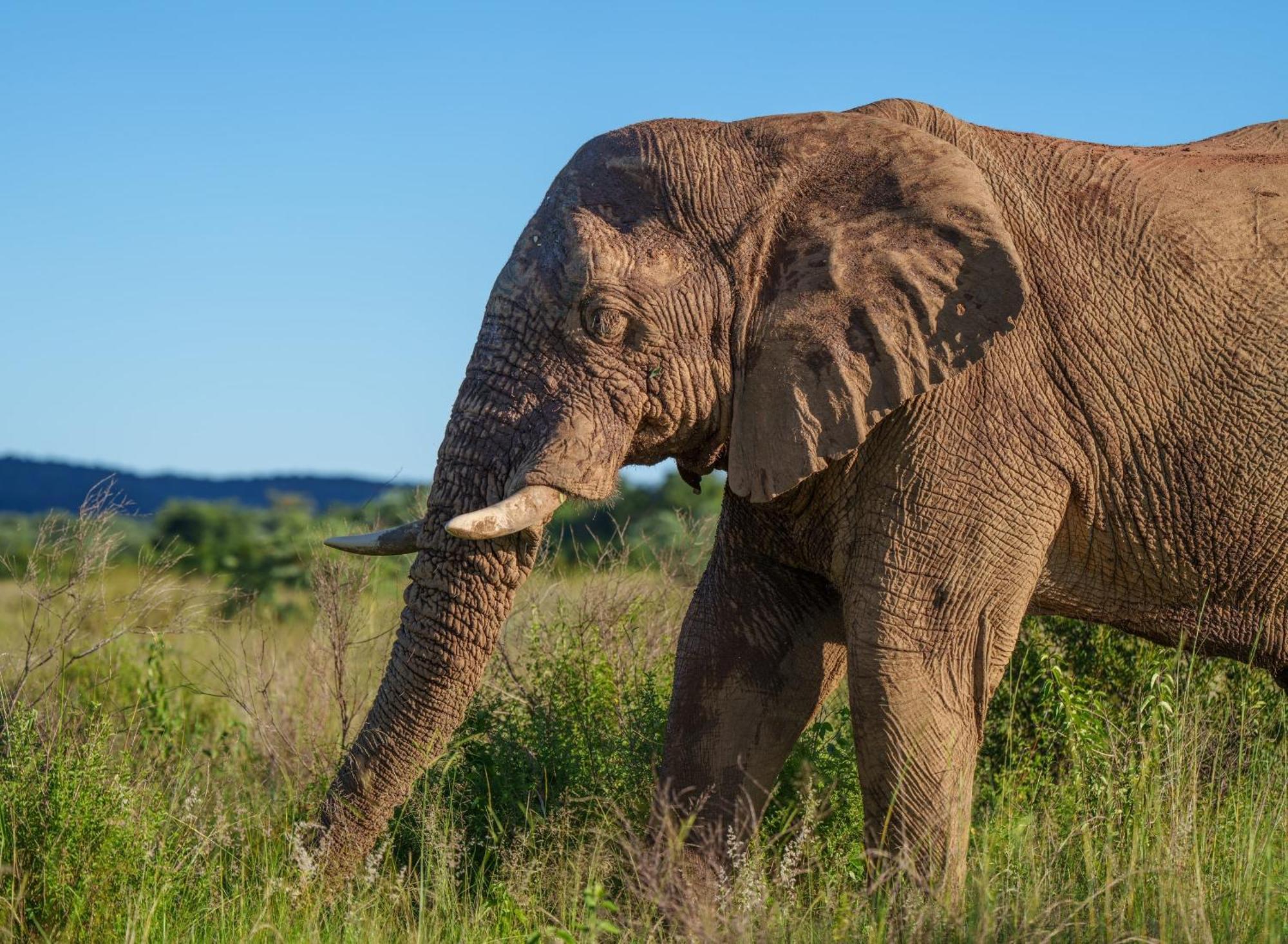 Sediba Luxury Safari Lodge Riserva Naturale di Welgevonden Esterno foto