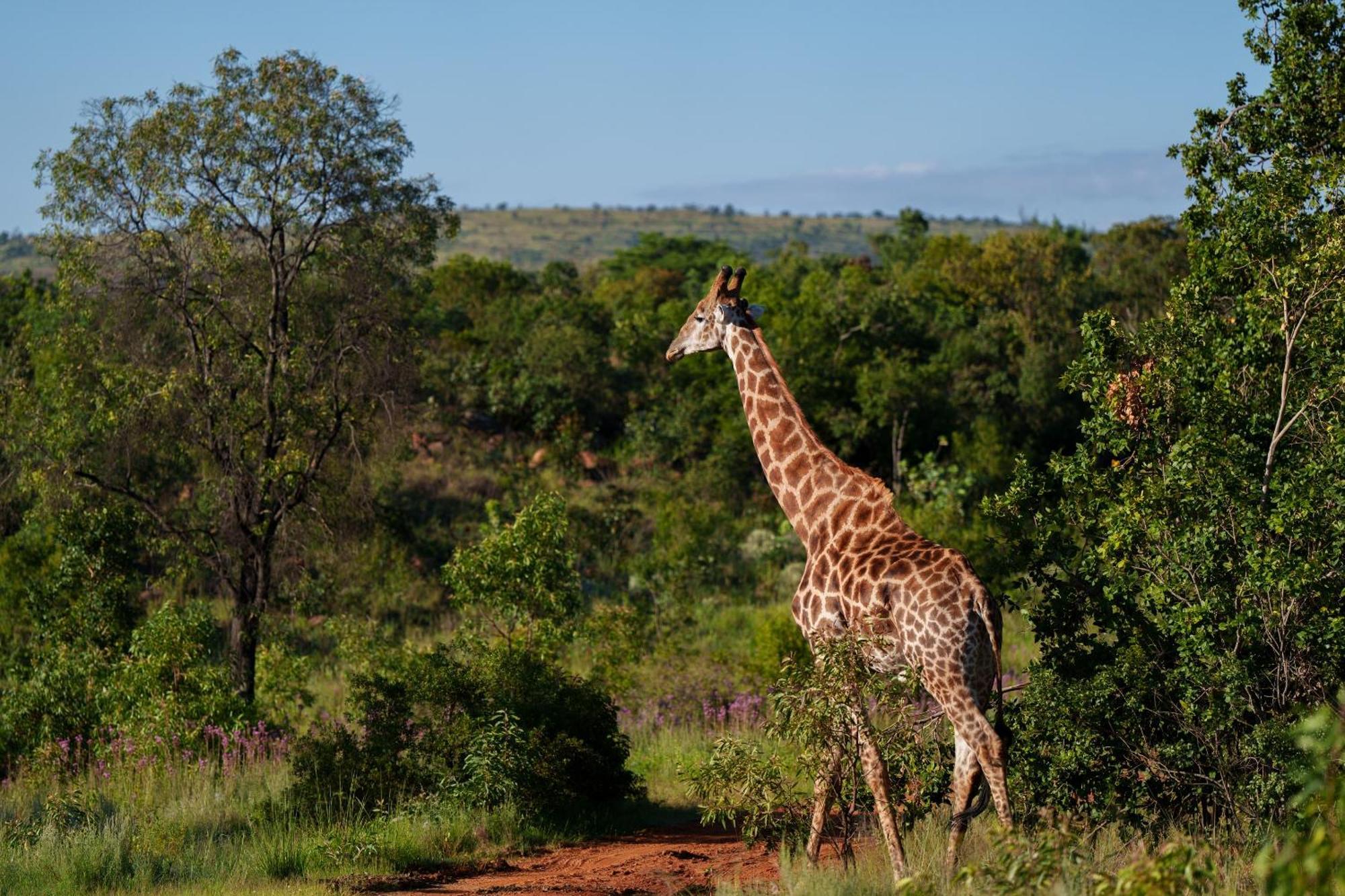 Sediba Luxury Safari Lodge Riserva Naturale di Welgevonden Esterno foto