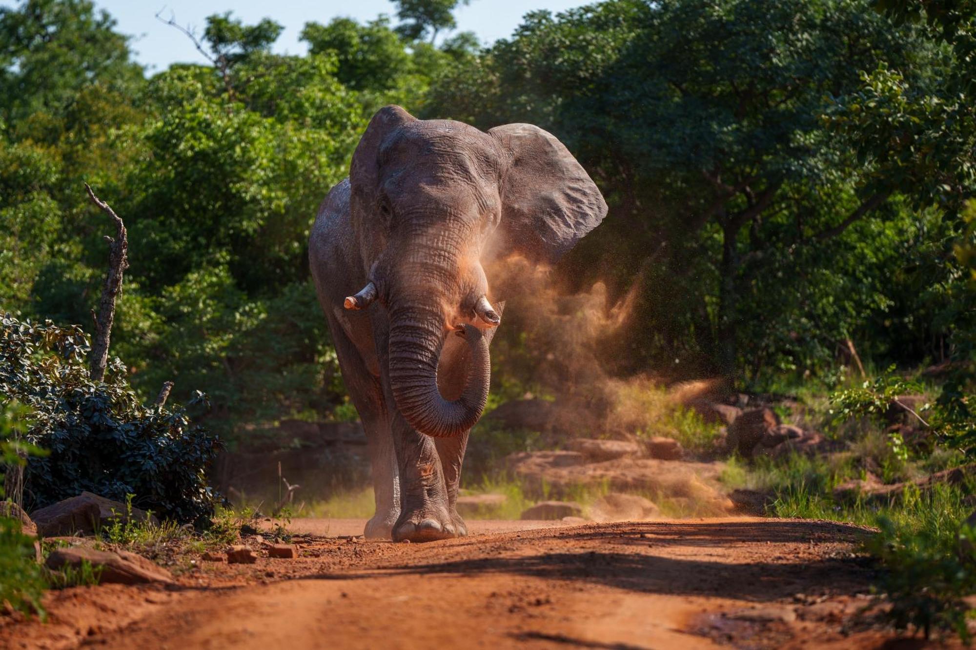 Sediba Luxury Safari Lodge Riserva Naturale di Welgevonden Esterno foto